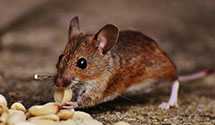 24 Hour & Emergency Exterminators in Mason, WV